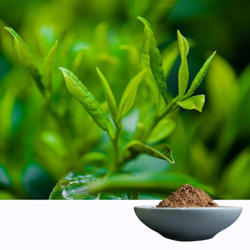 Green tea extract Polyphenol 95%, EGCG 45%