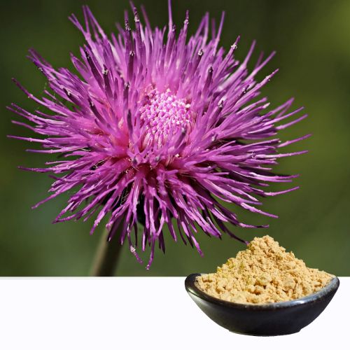 SmartHerb™ Milk Thistle Extract by Acetone Silymarin80% (UV)