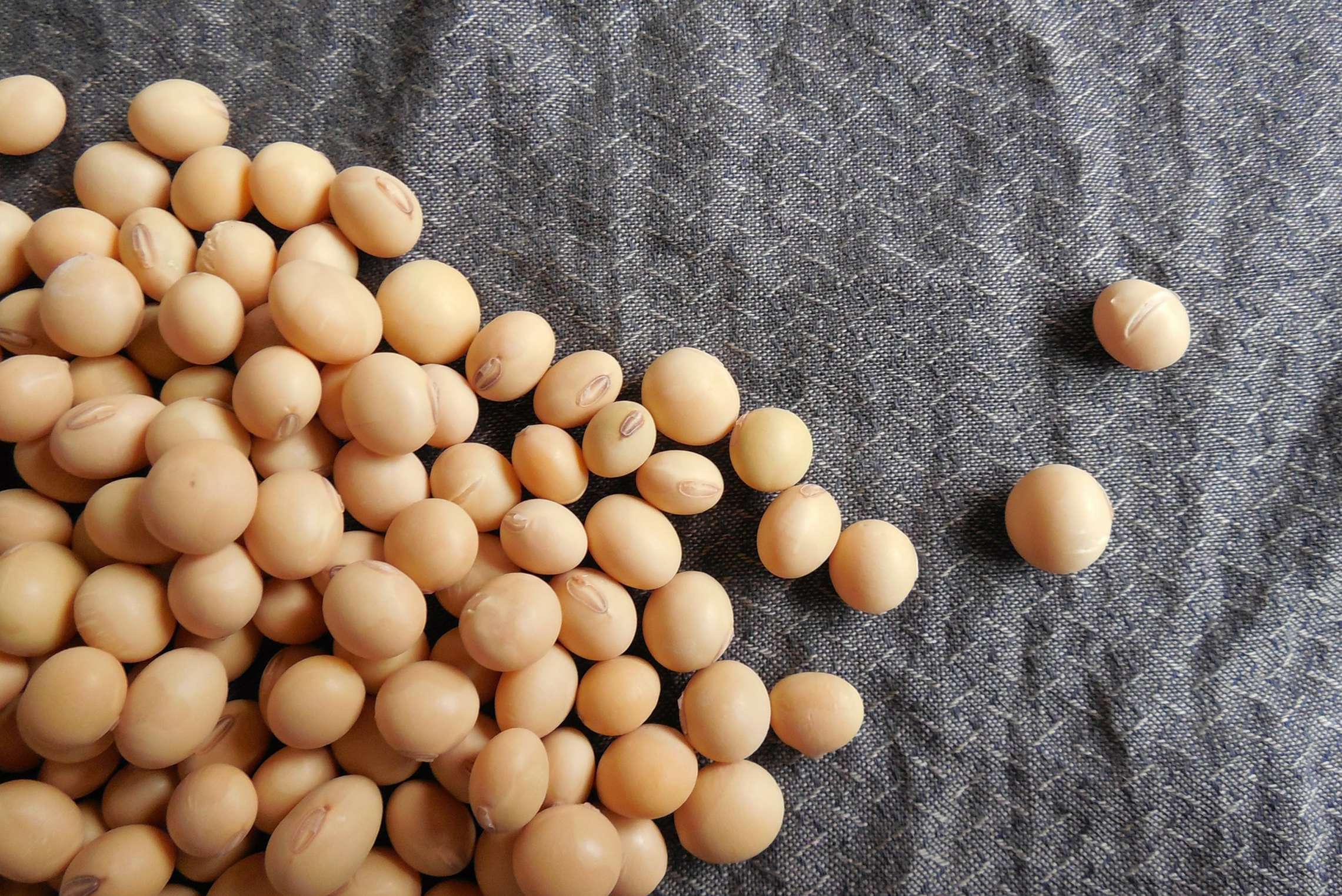 Why choosing Soy protein as your food ingredients